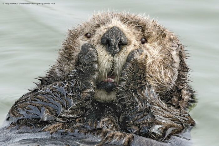 Oh My! By Harry Walker