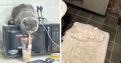 50 Cats Who Just Are So Silly That They Made It To This Awesome List That'll Make You Smile