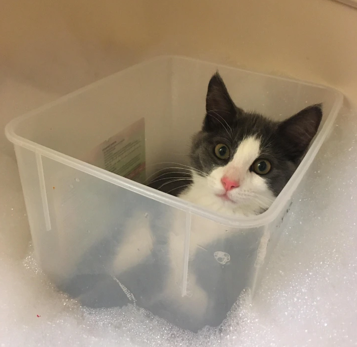 3. “This weirdo yells until I let her join me in the bathtub.”