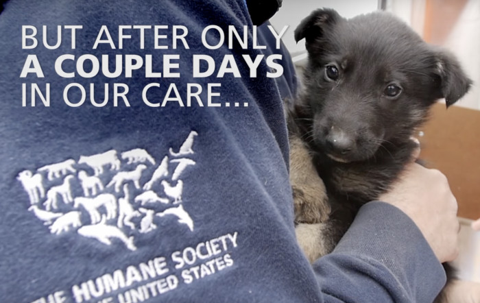 He literally crawled to the rescuers to ask for their help. It was obvious he was a courageous dog who needed a lot of attention and love.