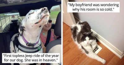 Animals Who Managed To Brighten Their Humans' Lives Just By Being Their Adorable Selves