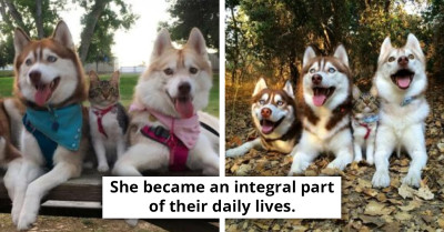 Cat Joins Husky Pack After Being Rescued By Their Owner