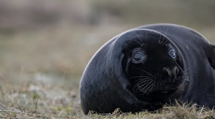 The grey seal colony at the Blakeney Point is the largest in the United Kingdom