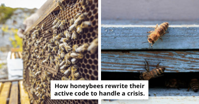 Scientists Find That Bee Royalty Depends on Architecture as Much as Nutrition