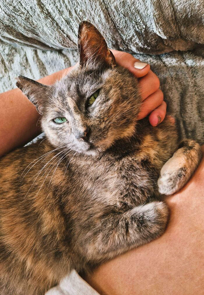 29. "She took about 9 months of convincing, but I think this 'annoying stray cat,' AKA beauty, has finally adopted me as her human. Neighbors called her ugly and always chased her off, but now she's got a safe home."