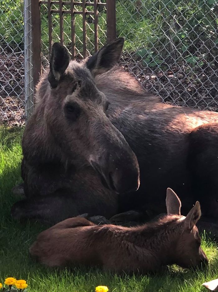 The mother teaches the calves how to find food and recognize threats. This period of learning is critical for the calves’ development.