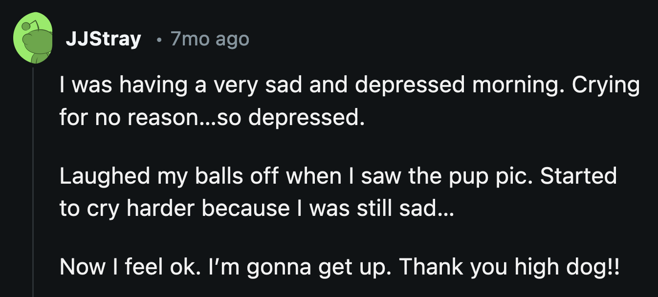 The dog's hilarious pic has been scientifically proven to improve mood, much like those special cookies she munched on.