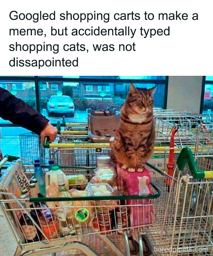 "Shopping Cat"