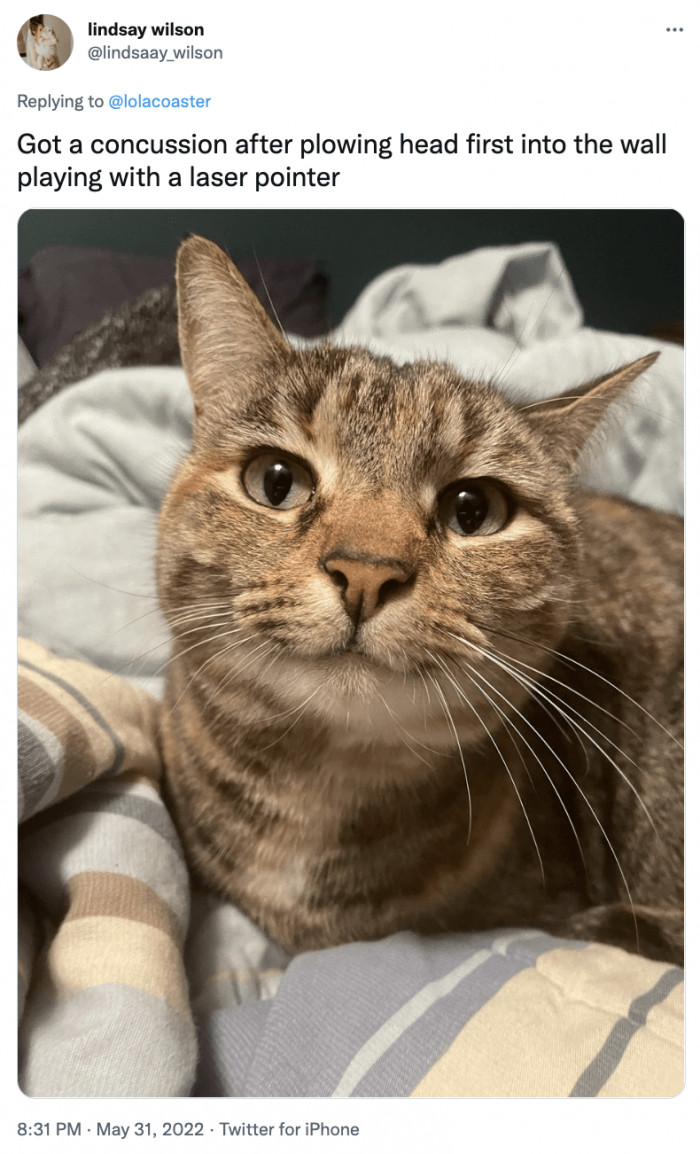 20. He Was Playing with a Laser Pointer