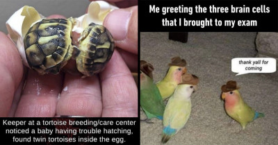 18 Funny Animal Memes To Entertain Your Tired Soul