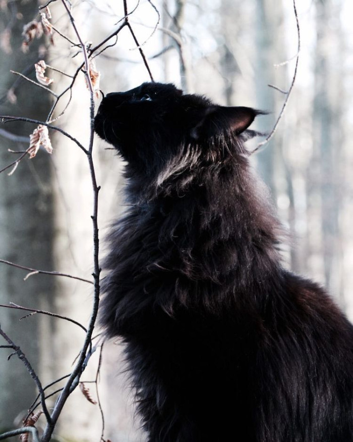 Does black smoke change the cat’s personality?