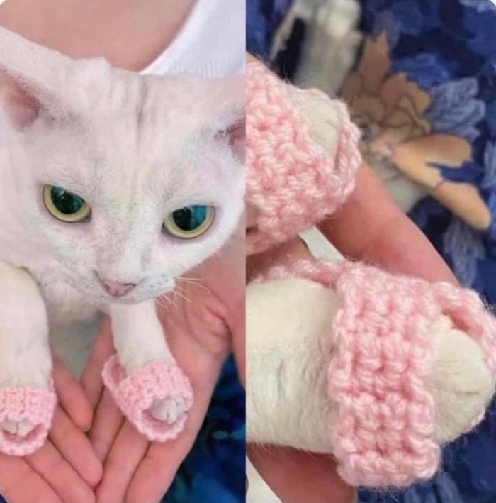 21. When you leave your cat too long with grandma