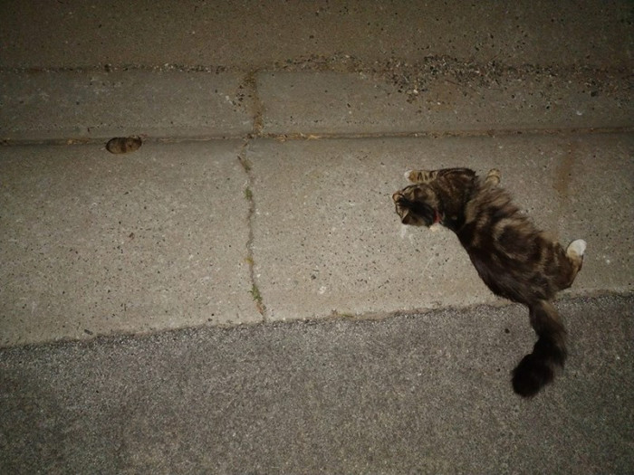 3. Spazz was chasing the gopher at first, but then he got bored, and it ended up being a staring game.