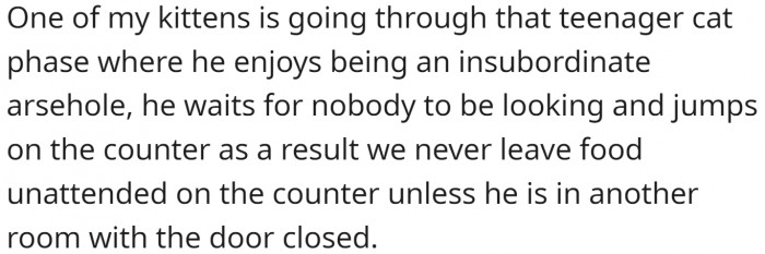 Cats are not much different