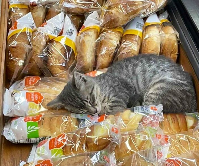 48. Loaves of bread are very comfortable to lie on