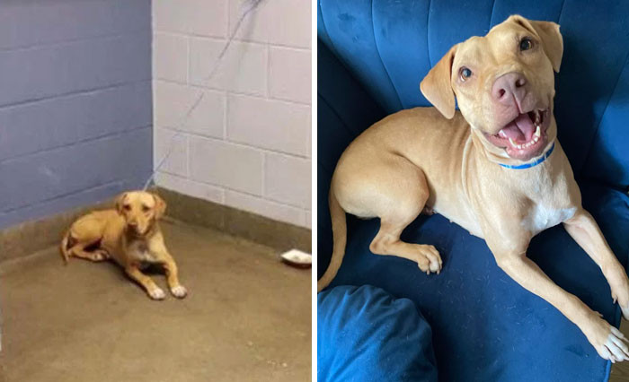 1. Shelter Photo vs. 2 Months At Home With Us Best Decision We Ever Made. We Love You Moon!