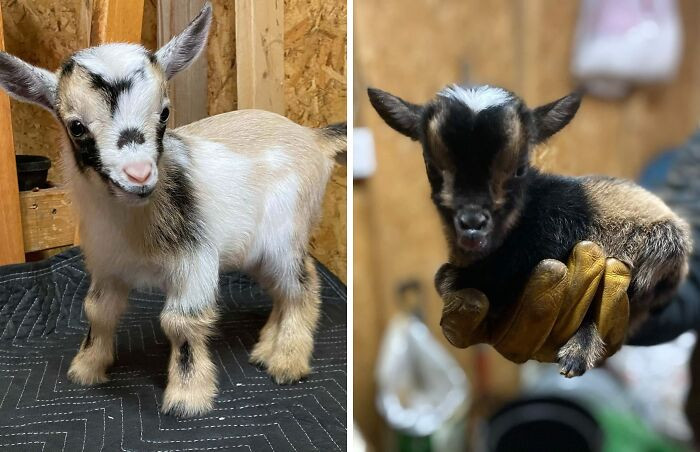 42. Parents Decided To Get Some Pygmy Goats