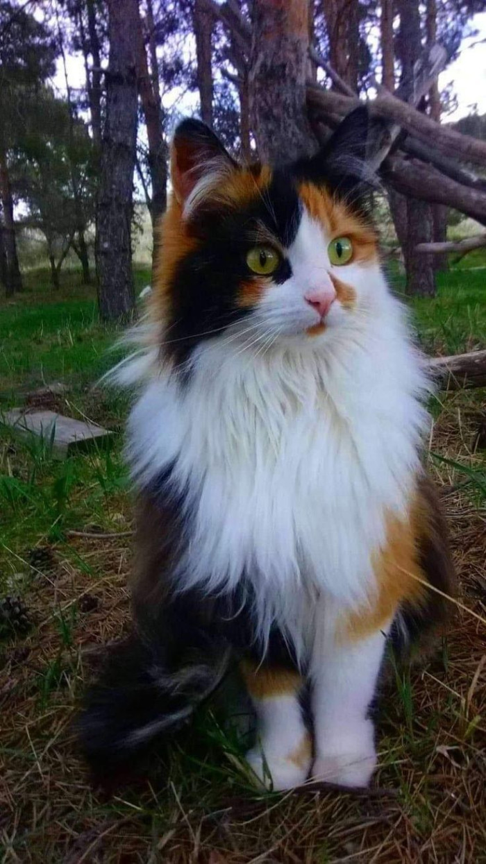 Can a calico Maine Coon be tabby as well?