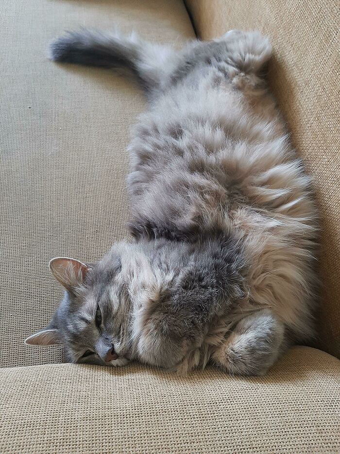 "The Super Ability To Sleep, Any Time, Any Place, Any Pose"