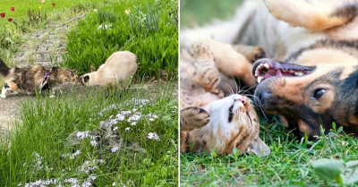 14 Photos Of Interactions Between Cats And Other Animals That Will Make You Chuckle