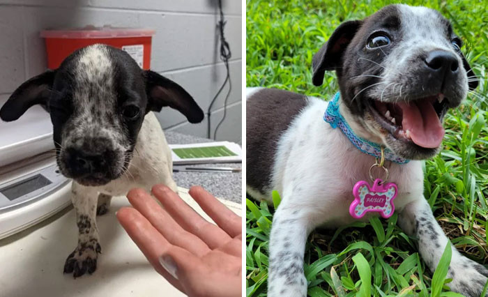 32. From In The Shelter And Scared Last Wednesday To Forever Home And Happy. Meet Paisley