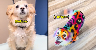 Famous "Dog Makeover Artist" Safely Dyes Dogs to Resemble Creations from Iconic Artist Lisa Frank