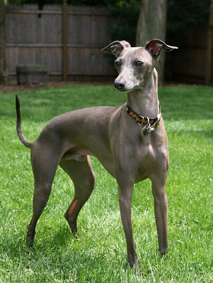 16. Italian Greyhounds