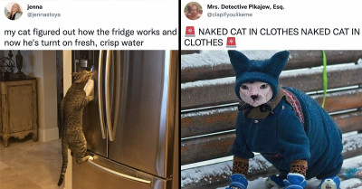 Amusing Cat Tweets That Will Show You Exactly How Wild It Is To Live With A Pet Cat