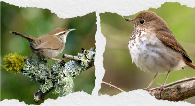 24 Brown Birds: From Little Brown Birds to Thrushes and Waterbirds