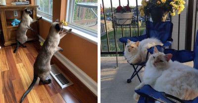 Cat Duos That Will Make You Want to Adopt Another Feline Immediately