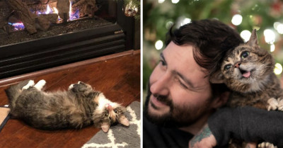 12 Cat Posts From The Internet That Prove How Complicated And Adorable Cats Are