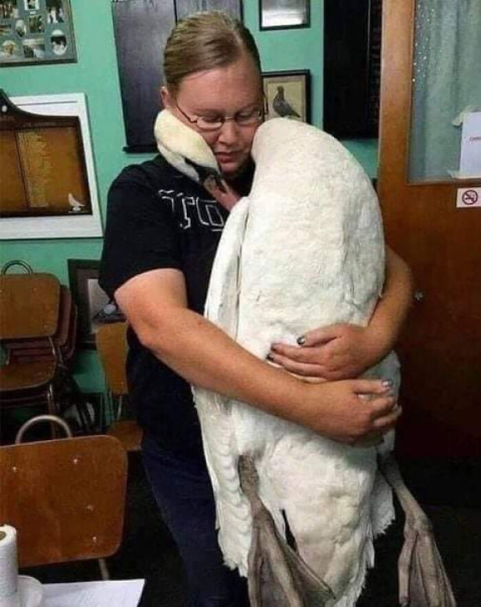 3. The vet saved a swan, and the bird showed its gratitude in the most touching way.