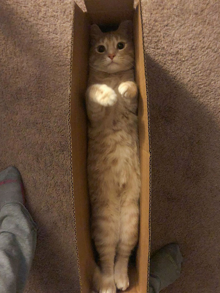 25. When Your Cat Arrives in the Mail