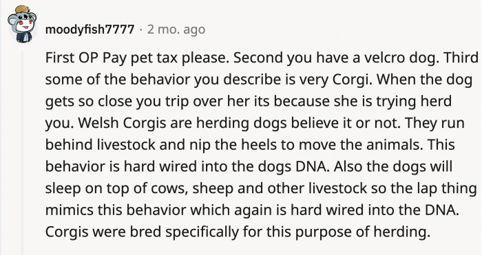 Since OP doesn’t believe that the dog is a Corgi breed,