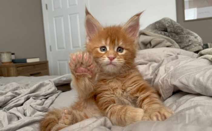 Do big paws mean a Maine Coon kitten will be huge?