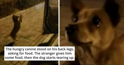 Stray Dog Touched by a Stranger's Kind Deed Cries Tears of Joy