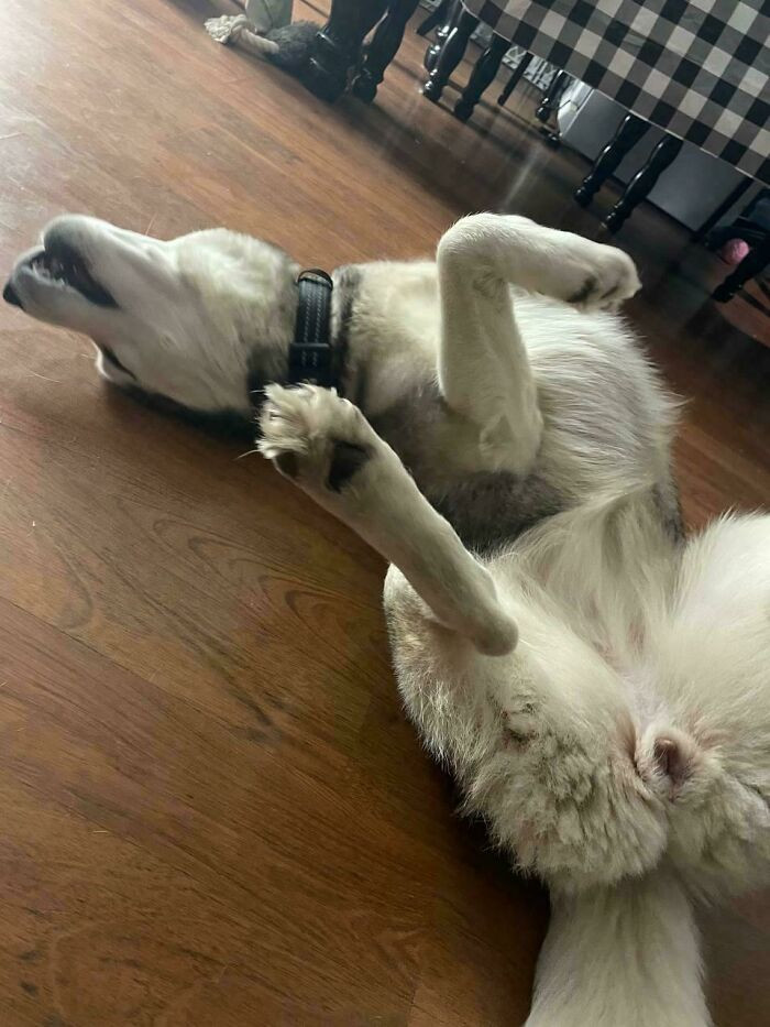 "Dramatic Dog Doesn't Want To Go Out"