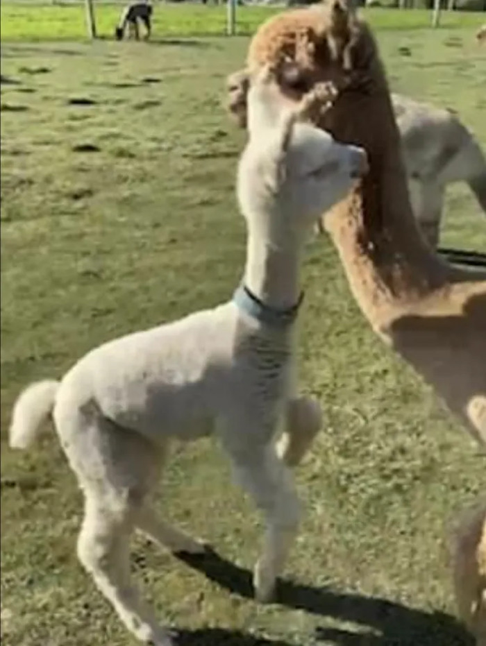 Sierra Santiago and his little daughter visited The Alpaca Boutique in Medina, Ohio, where they witnessed the sweetest scene ever