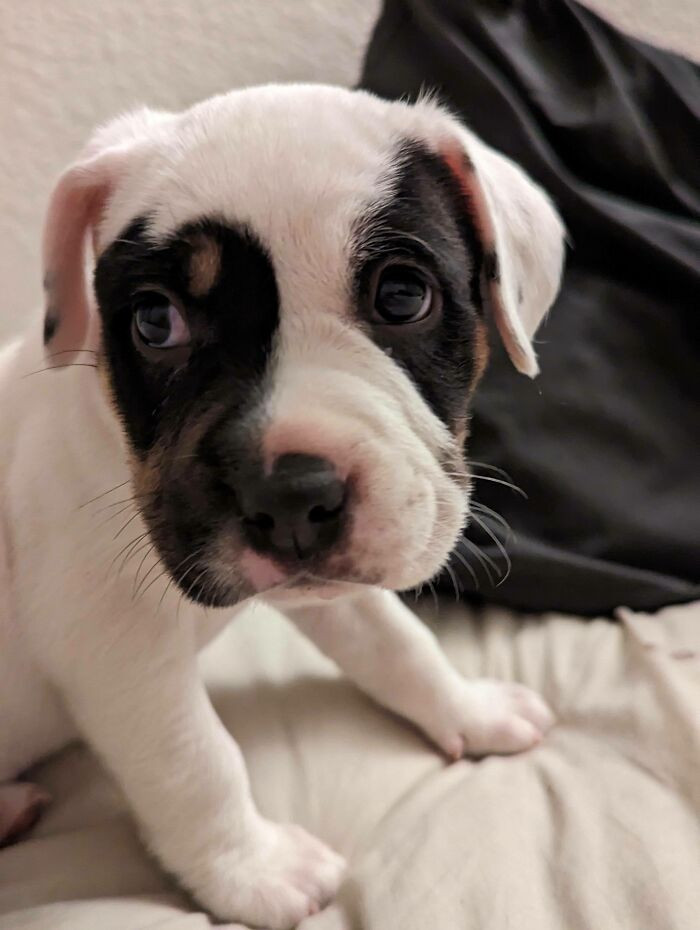 39. "We Just Adopted This Sweet Girl; She's Six Weeks Old"