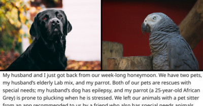 Professional Pet Sitter Does a Negligent and Lousy Job but Still Demands to Be Paid