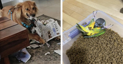 50 Times Pets Went Full Gremlin The Second Their Owners Looked Away