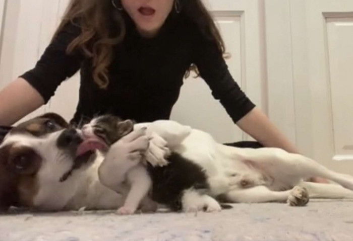 Martin lost Alma, his Labrador sister, a year ago. And he was very depressed. His owner brought a kitten home to keep him company.