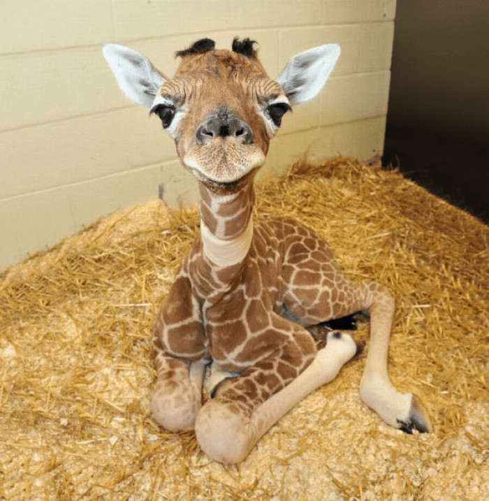 15. Baby giraffes are so cute!