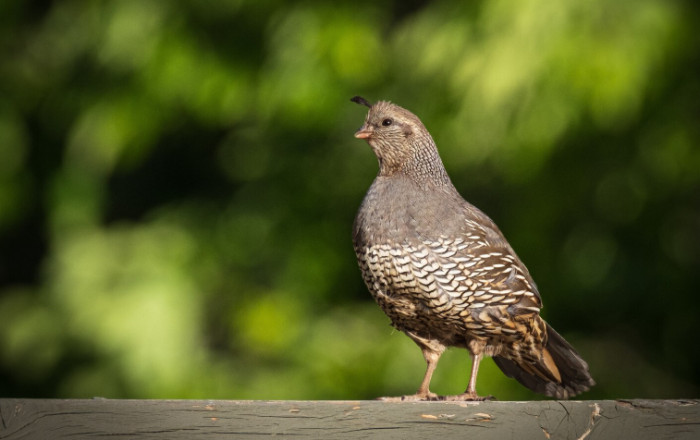 2. Coturnix Quail