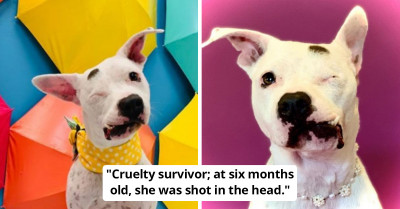 Abandoned Dog With A Perforating Gunshot Injury To The Head Survives And Finally Finds A Forever Home