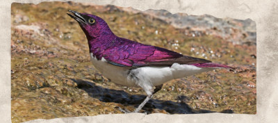 12 Purple Animals That Prove Nature Uses the Rarest Colors
