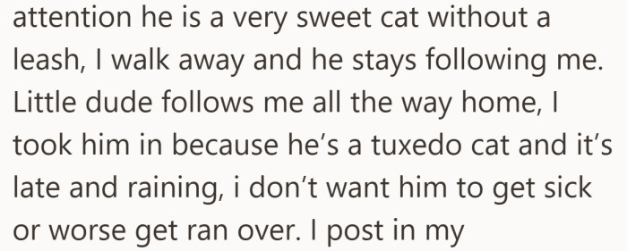 The cat doesn’t just say hello, he trots after her like he has already chosen his new home.