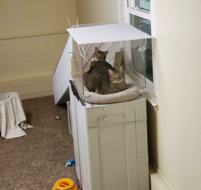 "Scooter And Charley Are Cats That Can't Walk Or Climb Well"