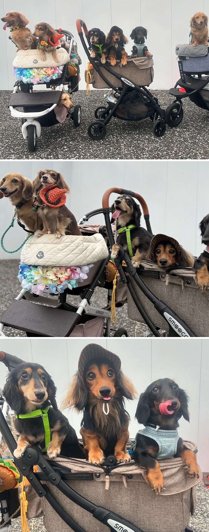 "I Met A Lot Of Puppies At The Komazawa Dog Festival. It's Been A Fun Day For Both Humans And Dogs"