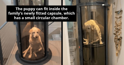 Hope Is Revived As Golden Retriever, Who Can't Climb The Stairs, Gets His Own Elevator, All Thanks To His Loving Family
